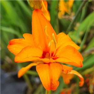 Crocosmia 'Okavango'